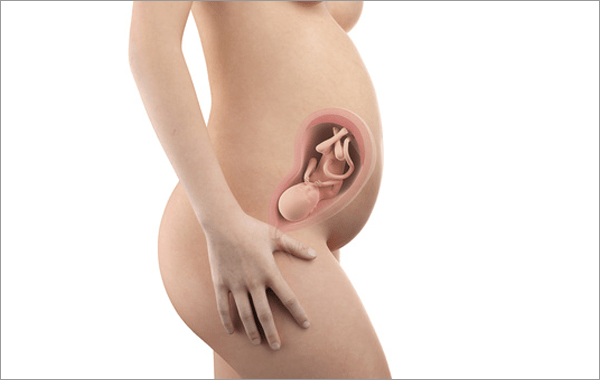 26. Schwangerschaftswoche